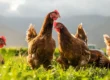 12 Peluang Usaha Yang Menjanjikan Di Desa