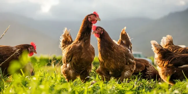 12 Peluang Usaha Yang Menjanjikan Di Desa