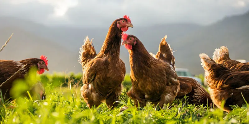 12 Peluang Usaha Yang Menjanjikan Di Desa